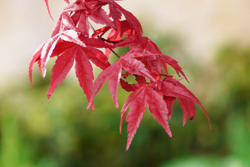 日本红枫三季红的市场走向