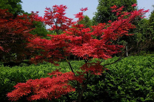 日本红枫树