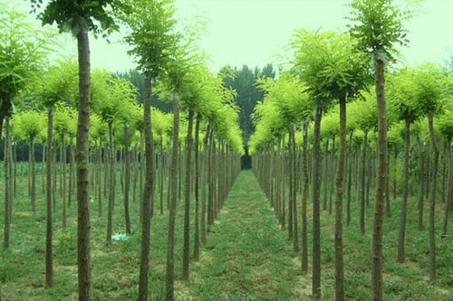 五招教你如何判断苗木品种的市场潜力