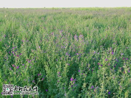“牧草之王“紫花苜蓿的优点