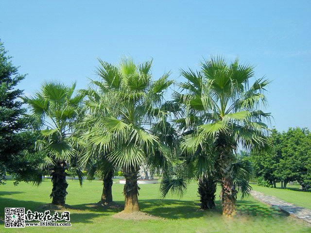 棕榈的栽植技术及养护管理