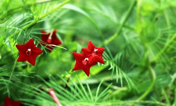 室内五角星花怎么养？盆栽五角星花的养殖方法和注意事项有哪些