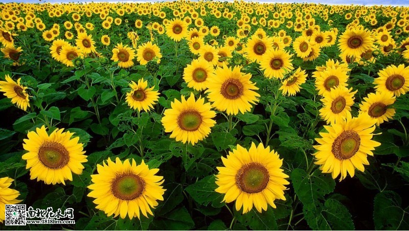 “太阳花”之称的葵花其生长特点和栽培管理