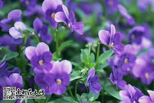 紫罗兰的繁殖方法与栽培管理技术