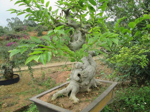 盆景植物朴树的制作技术|厚朴树的日常养护及修剪方法