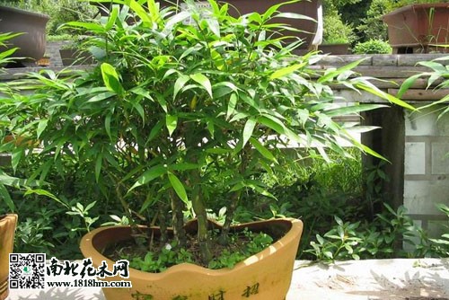 四大名竹之一金镶玉竹适合种植在庭院吗？