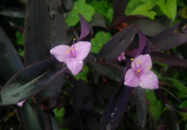 温江紫鸭跖草怎么养？紫鸭跖草的繁殖方法和养殖方法介绍