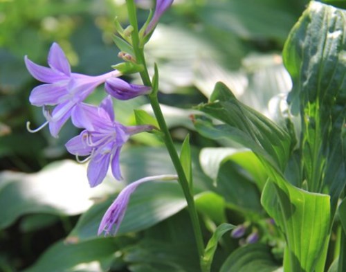 紫花玉簪有哪些特征 栽培这种花要注意些什么