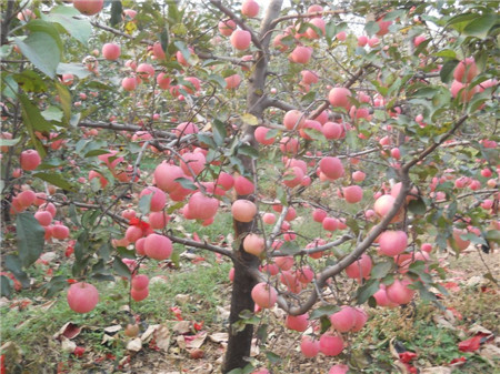 寒富苹果树