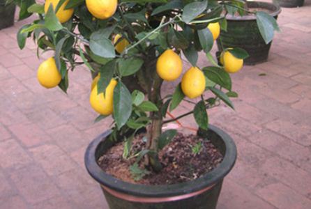 盆栽柠檬树怎么养长得好？一般几年时间才结果？