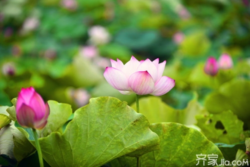 “中国第一莲子”湘莲如何种植？