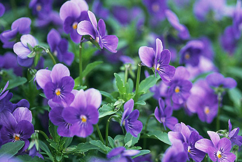 紫罗兰什么时候播种开花好?