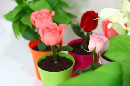 玫瑰盆栽的种植方法