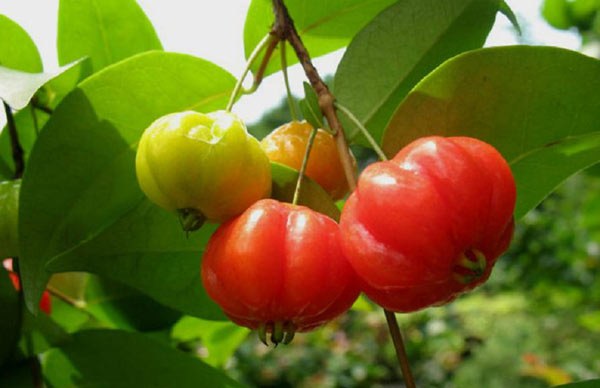 红果仔盆景怎么养？植物红果仔养殖方法和注意事项详解