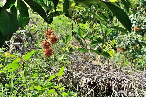红毛丹树如何栽培 比较适合热带培育