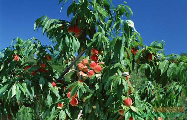 为啥桃树不能与其他果树混种？后果是什么？