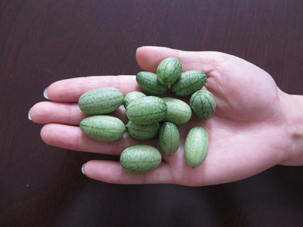 拇指西瓜的盆栽养护方法
