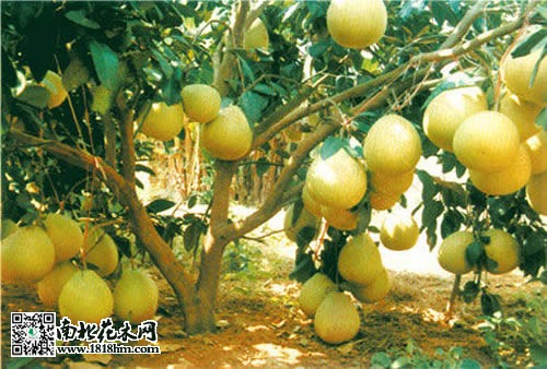 家养柚子树的盆栽养护技术要领