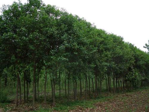 苗木柏树类的立枯病的防治及预防