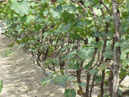 葡萄苗如何种植|葡萄图片