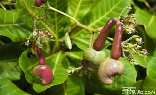 腰果树种植方法 腰果的营养价值