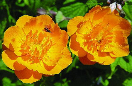 金莲花的五种养殖方法