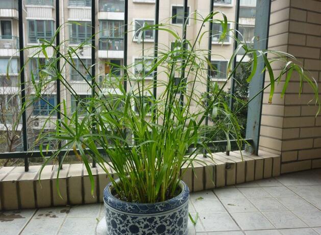 水竹怎么养才长得好 水竹养殖的要求有哪些