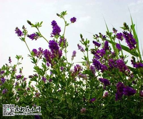 紫花苜蓿的介绍及作用价值