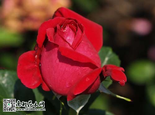 红玫瑰种植方法
