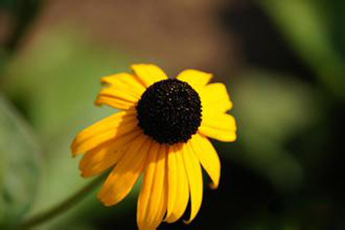 黑心菊的种植方法|黑心菊花期图片