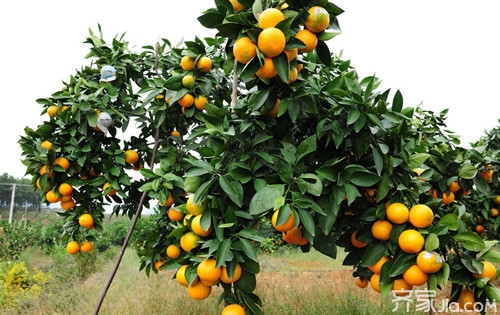 橙子树种植技术 种植技术有诀窍