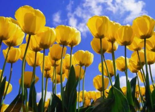 郁金香是哪个国家的国花 盆栽郁金香的种植方法