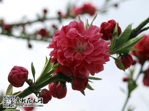 如何让碧桃树在春节期间开花